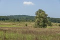 Landscape of summer nature with green glade, flower, forest and big White willow or Salix alba tree, Sredna Gora mountain Royalty Free Stock Photo