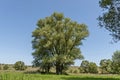 Landscape of summer nature with green glade, flower, forest and big White willow or Salix alba tree, Sredna Gora mountain Royalty Free Stock Photo