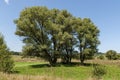 Landscape of summer nature with green glade, flower, forest and big White willow or Salix alba tree, Sredna Gora mountain Royalty Free Stock Photo