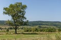 Landscape of summer nature with green glade, forest and big single tree, Sredna Gora mountain Royalty Free Stock Photo