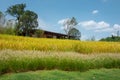 Nice Landscape of Blue sky white clouds green trees yellow wheat field Royalty Free Stock Photo