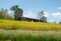 Nice Landscape of Blue sky white clouds green trees yellow wheat field Royalty Free Stock Photo