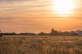 Landscape with summer sunset over wild field of red poppy flowers with gold barley and cornflowers. Royalty Free Stock Photo