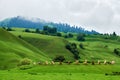 The landscape of summer valley meadows of Nalati Royalty Free Stock Photo