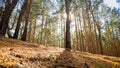 Landscape of sun shining on pine tree on the hill top at forest Royalty Free Stock Photo