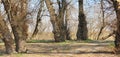 Landscape with sunbeams illuminating a dirt road in a spring forest