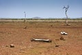 Landscape sunburned and buffalo bones, Kruger, South Africa