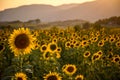 Landscape Of A Sunflower Field During A Beautiful Sunset In The Countryside