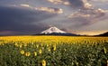 Landscape with sunflower field with Fuji mountain background Royalty Free Stock Photo