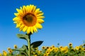 Landscape with sunflower Royalty Free Stock Photo