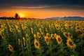 Landscape of Sunflowers Blooming in The Field., Beautiful Scene of Agriculture Farming on Mountain Range Background at Sunset., Royalty Free Stock Photo