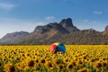 Landscape of sunflowers field with colorful umbrella in farming., Plantation agriculture of organic farm at daylight., countryside Royalty Free Stock Photo