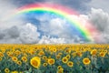 Landscape with sunflowers and rainbow Royalty Free Stock Photo