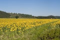 Landscape with sunflowers in Tuscany Royalty Free Stock Photo