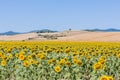 Landscape with sunflowers, tuscany Royalty Free Stock Photo