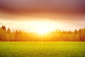 Landscape, sunny dawn in a field. Field of grass and colorful sunset Royalty Free Stock Photo