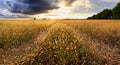 Landscape, sunny dawn in a field and meadow Royalty Free Stock Photo