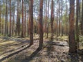 Landscape of the sunny forest in the Nizhny Novgorod region in spring 2019
