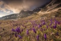 Landscape of sunny mountain with purple crocuses Royalty Free Stock Photo