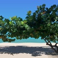 Landscape sunny sandy beach with tropical tree