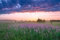 Landscape with the sunrise, a blossoming meadow and fog Royalty Free Stock Photo