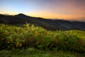 Landscape sunrise,Mexican sunflower weed (Tithonia diversifolia) Royalty Free Stock Photo