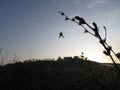 Landscape with sunrise and silhouette of spider.