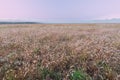 Dawn, Tall Grass Prairie Royalty Free Stock Photo