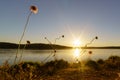 Landscape at sunrise with wild plants and sun rays reflecting off the lake water, blue sky and golden sparkles Royalty Free Stock Photo