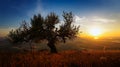 Landscape at sunset in autumn, Dobrogea, Romania