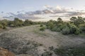 sunset clouds over dry riverbed in shrubland at Kruger park, South Africa Royalty Free Stock Photo