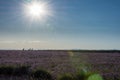 Landscape at sunset in a lavender field with walkers