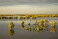 Landscape in sunset at the Marker Wadden, the manmade Dutch artificial archipelago in development where wild birds reign