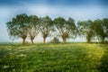 Landscape sunset in Narew river valley, Poland Europe, foggy misty meadows with willow trees Royalty Free Stock Photo