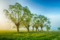 Landscape sunset in Narew river valley, Poland Europe, foggy misty meadows with willow trees Royalty Free Stock Photo