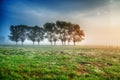 Landscape sunset in Narew river valley, Poland Europe, foggy misty meadows with willow trees Royalty Free Stock Photo