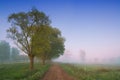 Landscape sunset in Narew river valley, Poland Europe, foggy misty meadows with willow trees Royalty Free Stock Photo