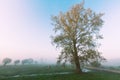 Landscape sunset in Narew river valley, Poland Europe, foggy misty meadows with willow trees Royalty Free Stock Photo