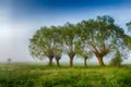 Landscape sunset in Narew river valley, Poland Europe, foggy misty meadows with willow trees Royalty Free Stock Photo