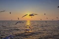 Landscape of the sunset over the sea with seagull are flying on the sky at Samut prakan province , Thailand Royalty Free Stock Photo