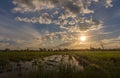 Landscape sunset on rice field with beautiful blue sky and clouds reflection in water Royalty Free Stock Photo