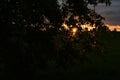 Landscape. sunset between trees and leaves Royalty Free Stock Photo