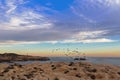 Landscape sunset view of Rock dove birds flying at Cape Dombey i