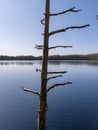 Landscape with a swamp pine silhouette