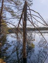 Landscape with a swamp pine silhouette