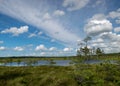 Landscape from swamp, sunny summer day with bog vegetation, trees, mosses and ponds, cloudy sky