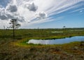 Landscape from swamp, sunny summer day with bog vegetation, trees, mosses and ponds, cloudy sky
