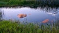 Louisiana swamp sunset and silhouettes Royalty Free Stock Photo