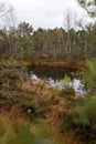 Landscape swamp view witht rees and water Royalty Free Stock Photo