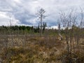 Landscape with a swampy lake shore, a lot of rotten and old trees, deformed swamp birches, dry grass and reeds, cloudy day